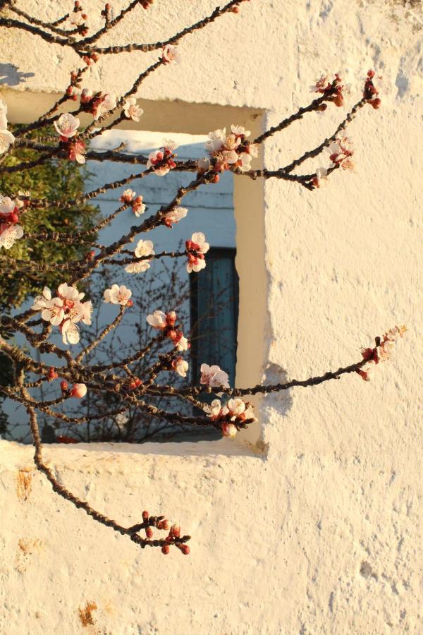 Masseria Piccole Taverne Rosa Marina Exteriör bild