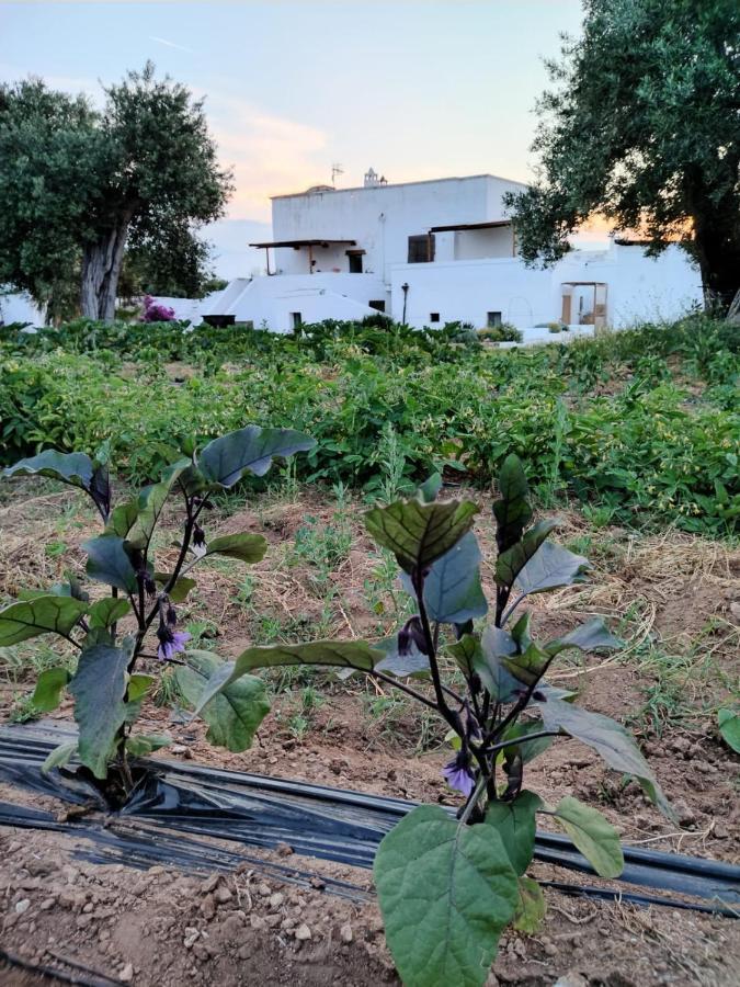 Masseria Piccole Taverne Rosa Marina Exteriör bild